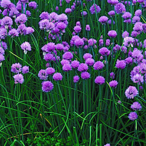 dark green planted chives with bright purple flowers from seeds