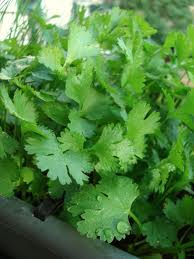 photo of Slo-Bolt Cilantro plant from seeds