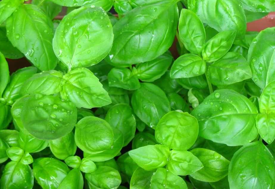 overhead photo of bright green classic sweet basil leaves from seed