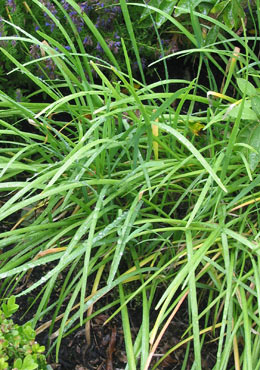 garlic chives seeds