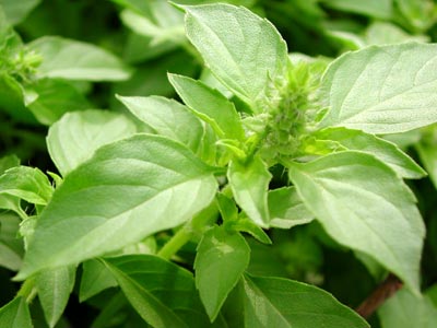 Holy Basil - Kapoor Basil Seeds