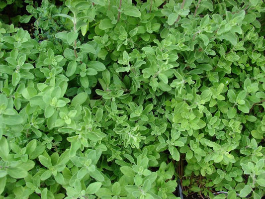 Italian Oregano Herb Seeds