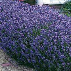 Munstead Lavender