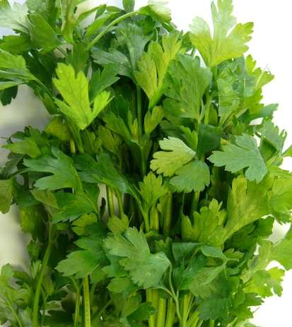 giant of naples parsley seed