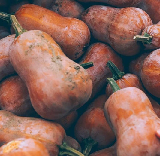 Honeynut winter squash seeds