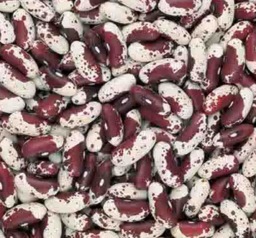 Jacob's Cattle Bean Seed