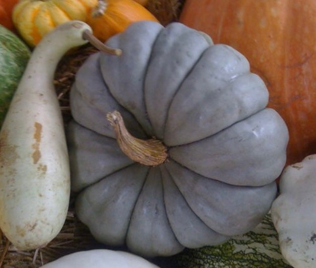 Jarrahdale Heirloom Pumpkin Seeds