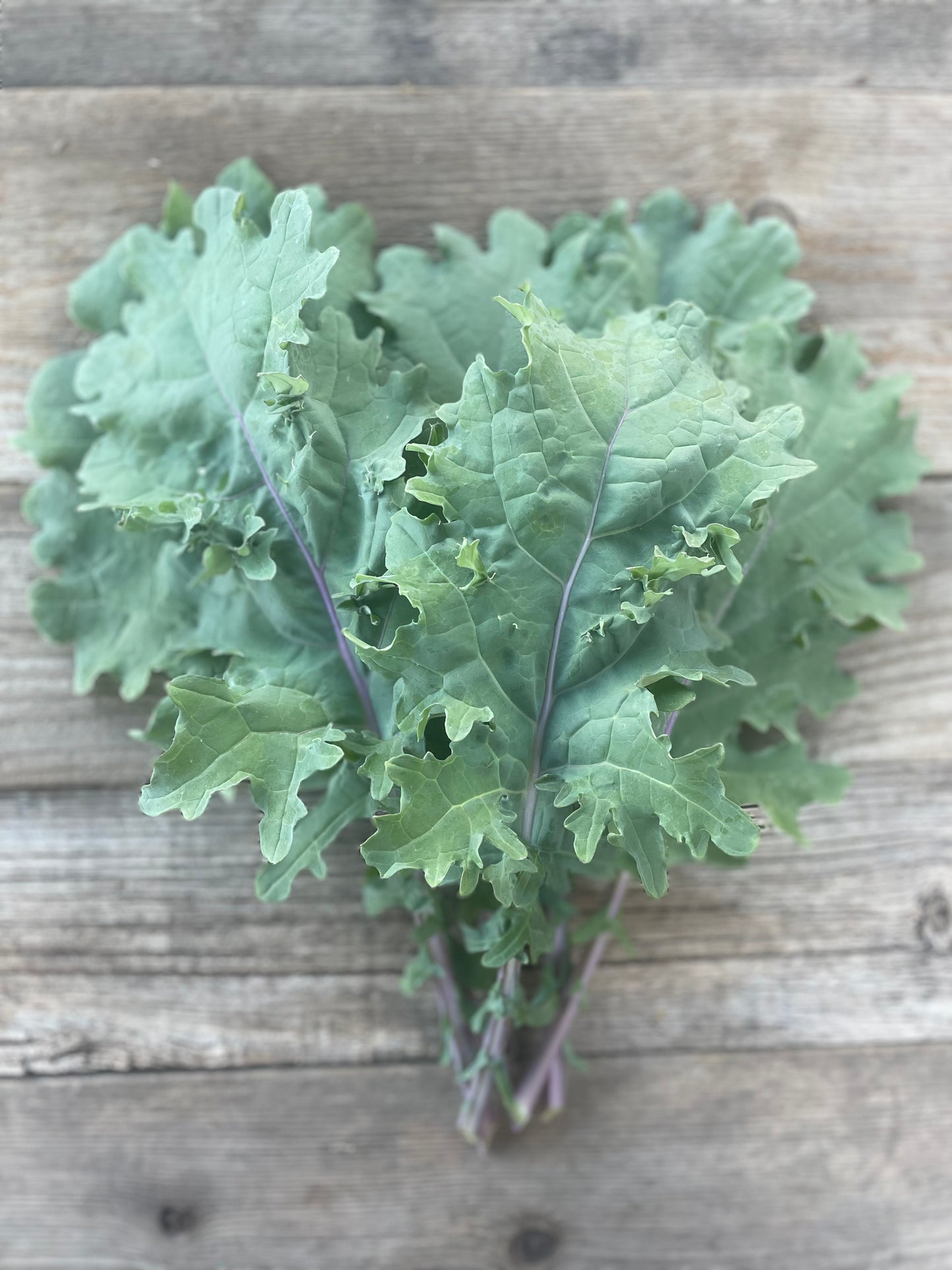 Red Russian Kale