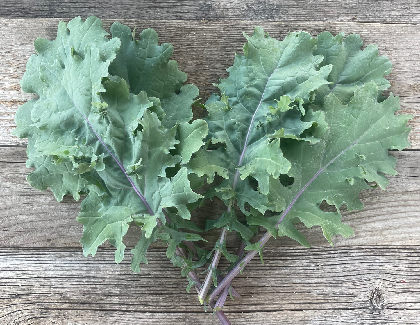 Red Russian Kale