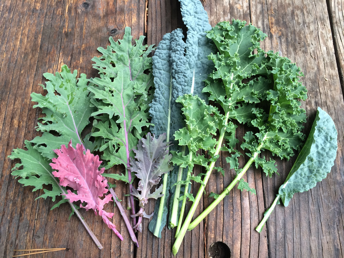 Kale Custom Mix Seeds