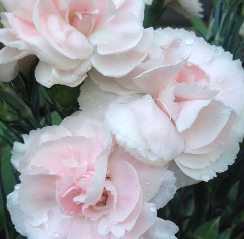 La France Chabaud Carnation Heirloom FlowerSeeds