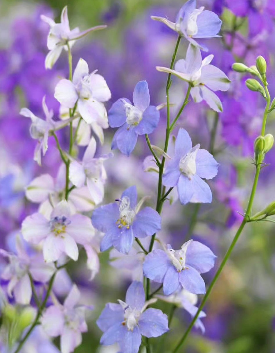 Rocket Larkspur Tall Mix