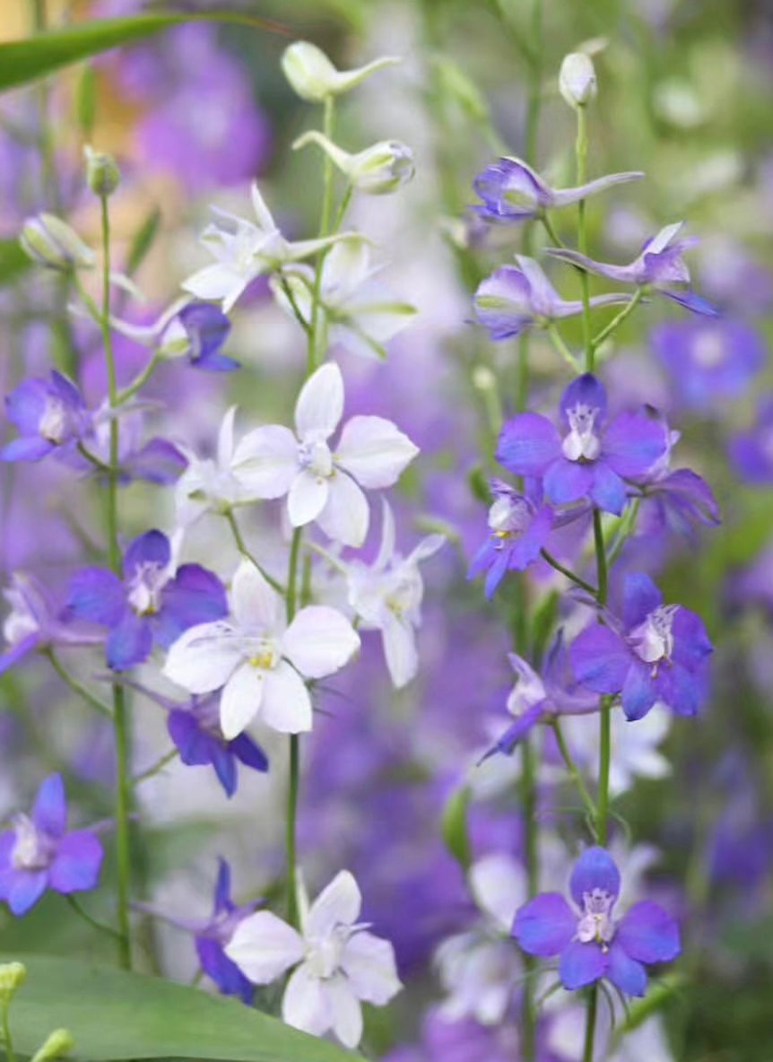 Rocket Larkspur Tall Mix