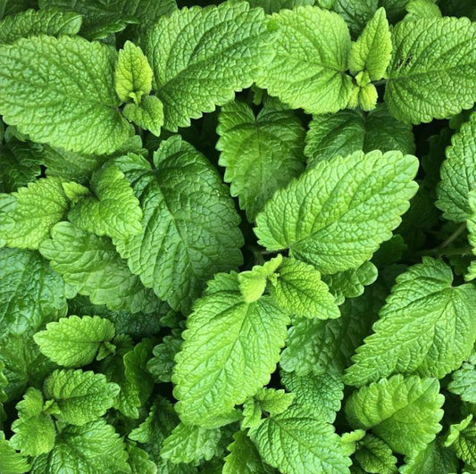 Lemon Balm Seeds