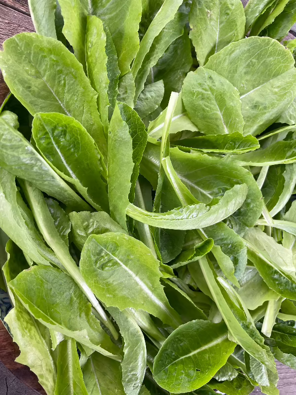 Parris Island Romaine Lettuce Seeds