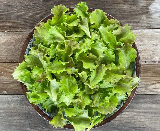 Red Tinged Winter Lettuce