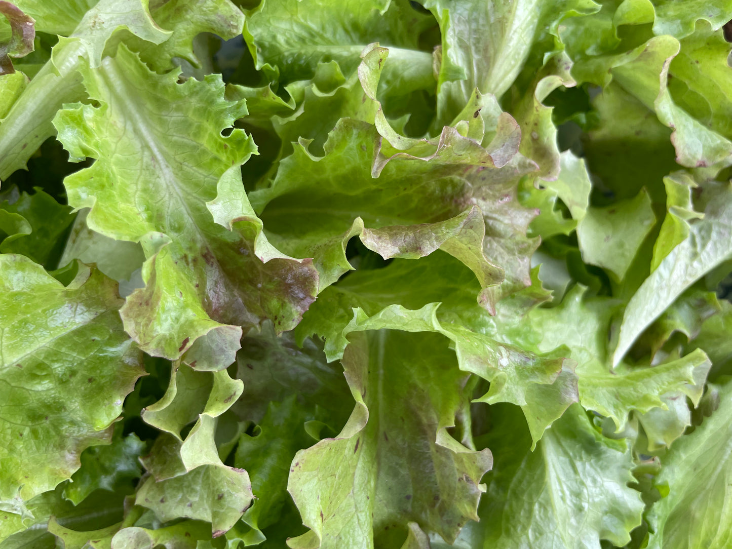 Red Tinged Winter Lettuce