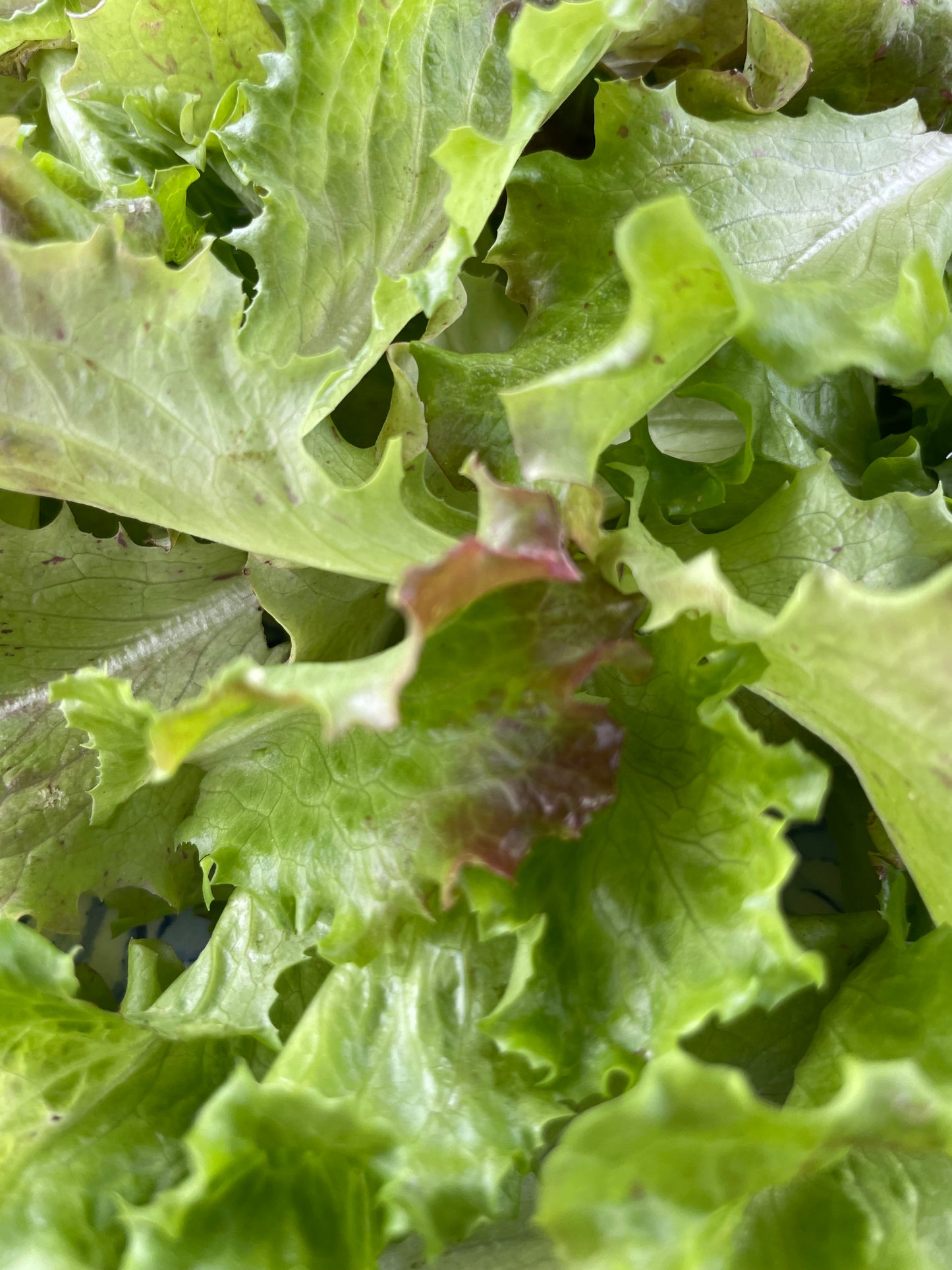 Red Tinged Winter Lettuce