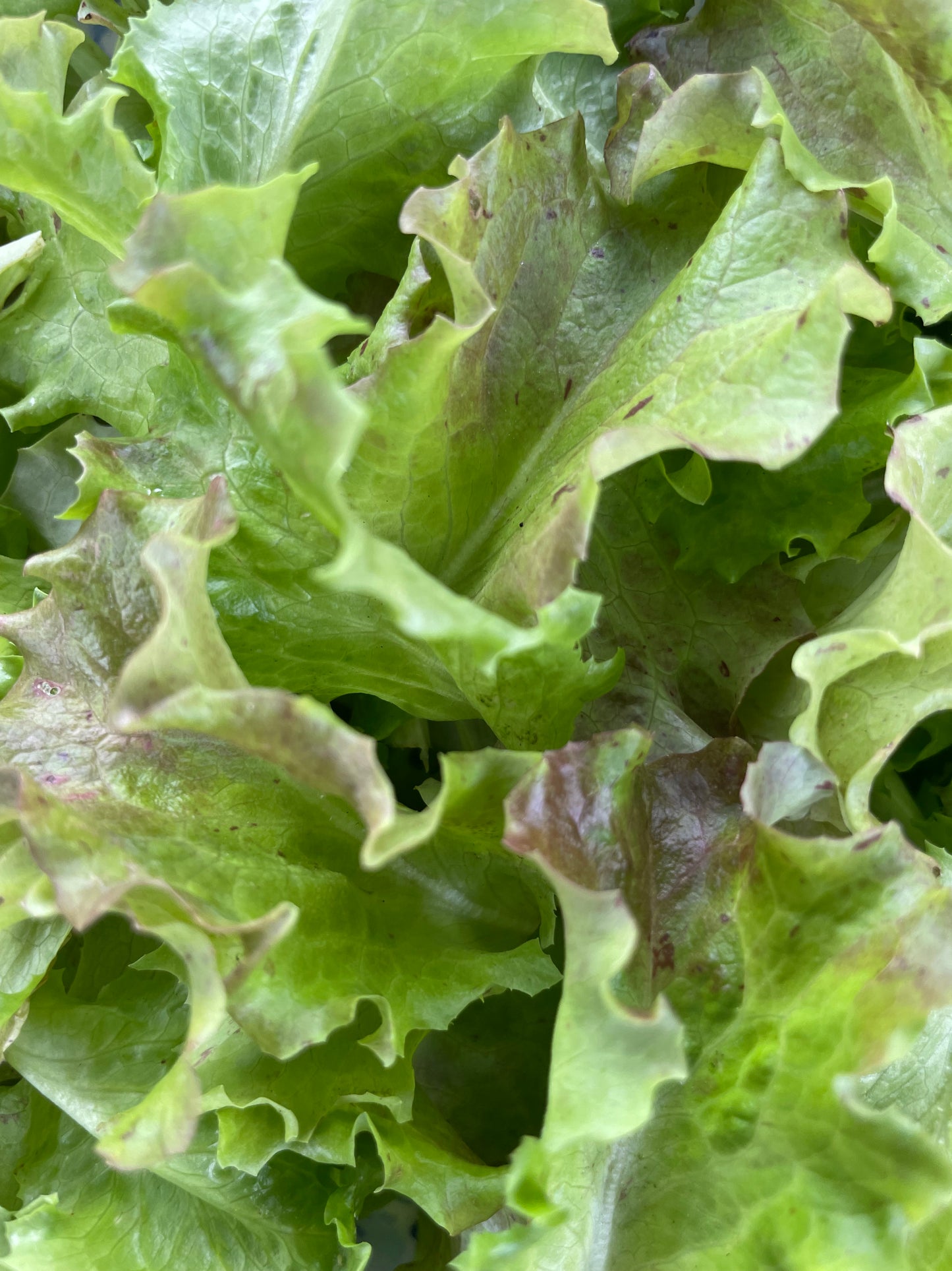 Red Tinged Winter Lettuce