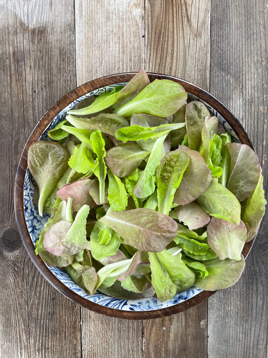 Sweet Valentine Romaine Lettuce