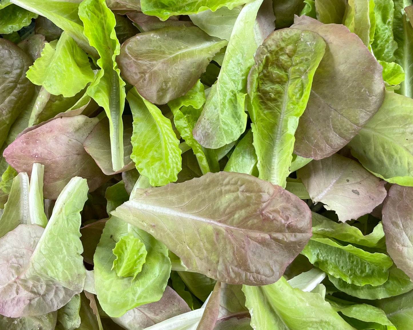 Sweet Valentine Romaine Lettuce