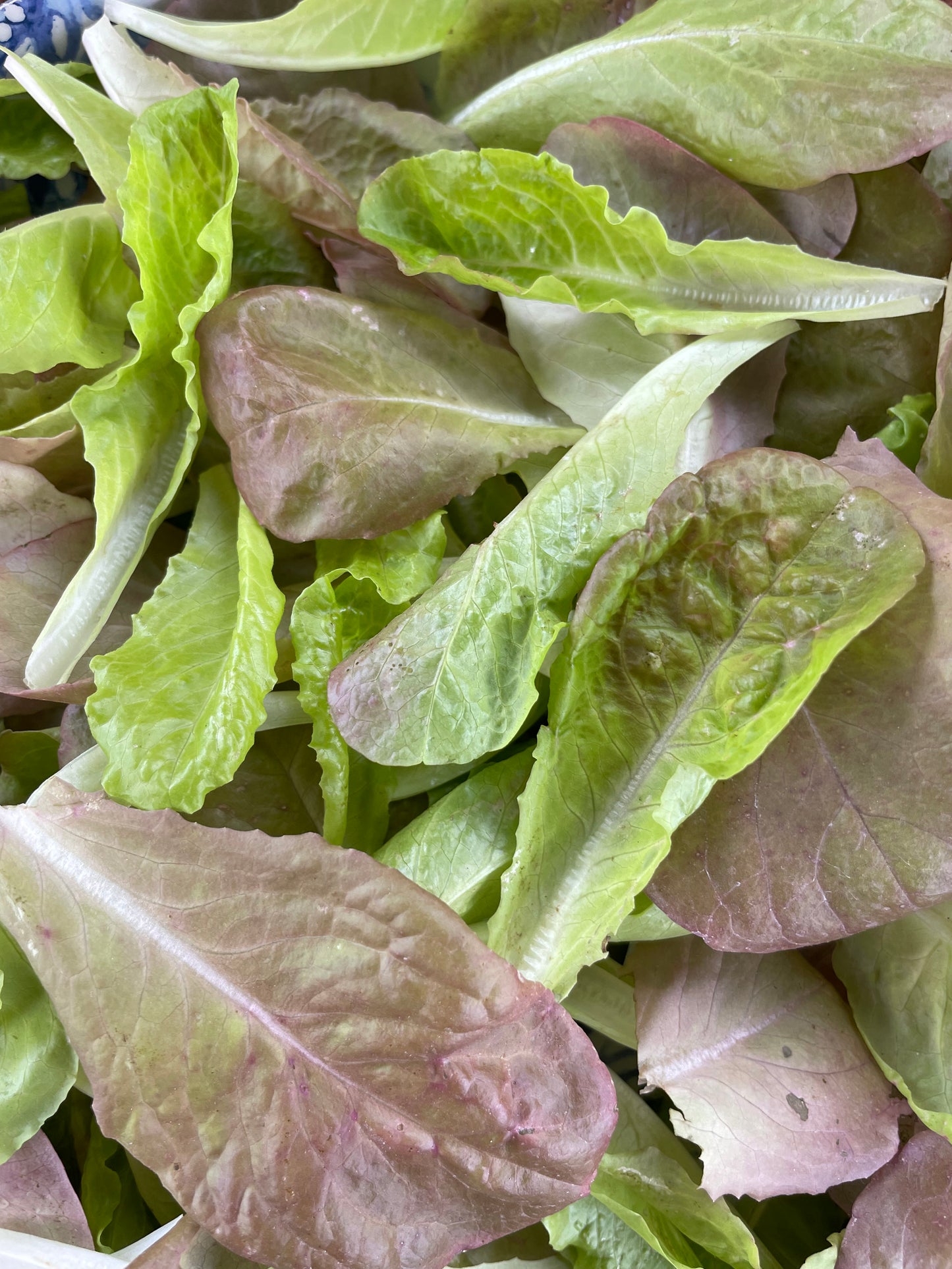 Sweet Valentine Romaine Lettuce