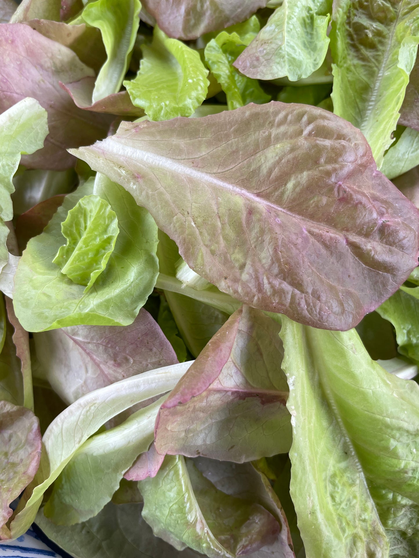 Sweet Valentine Romaine Lettuce