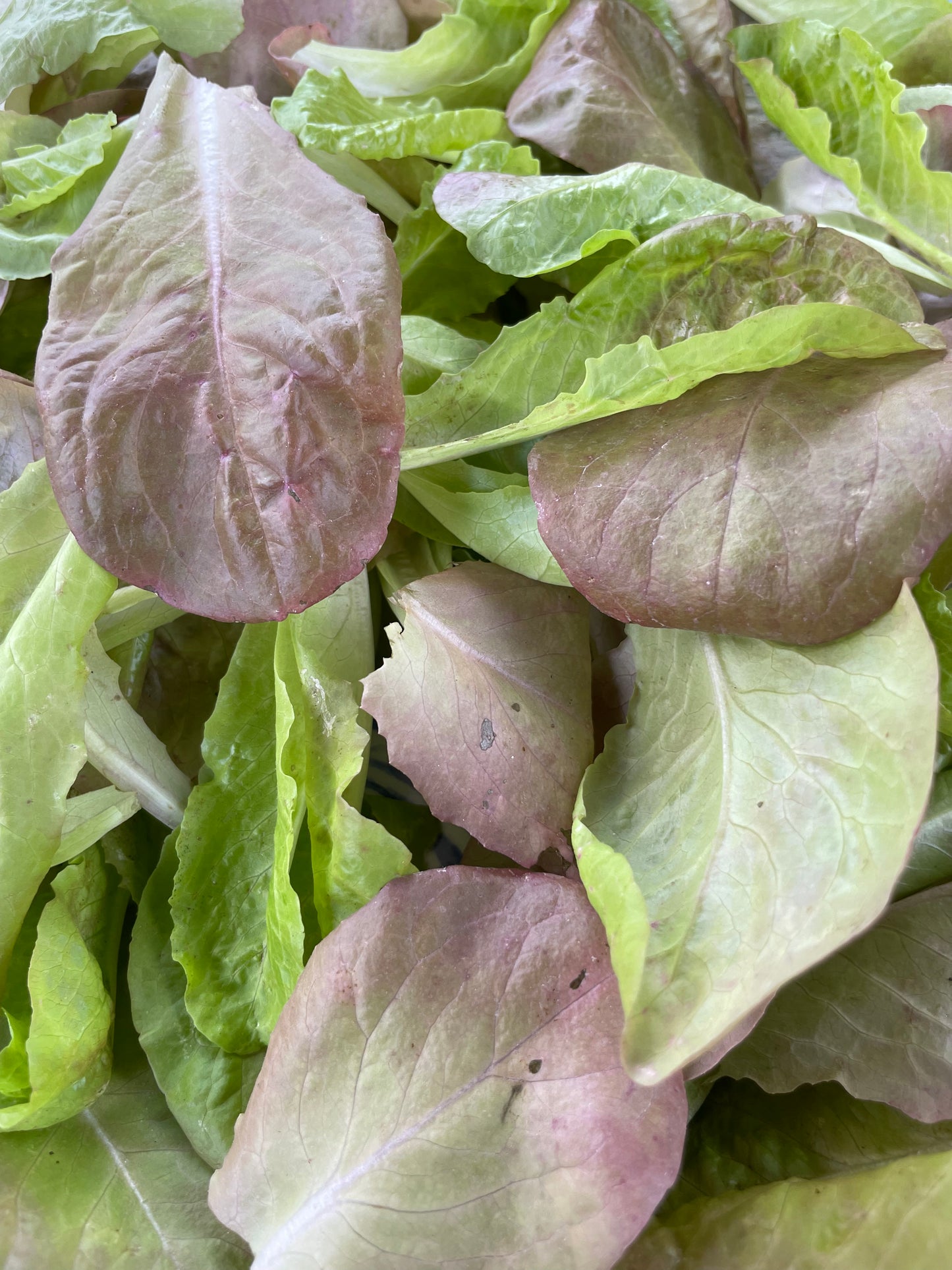 Sweet Valentine Romaine Lettuce