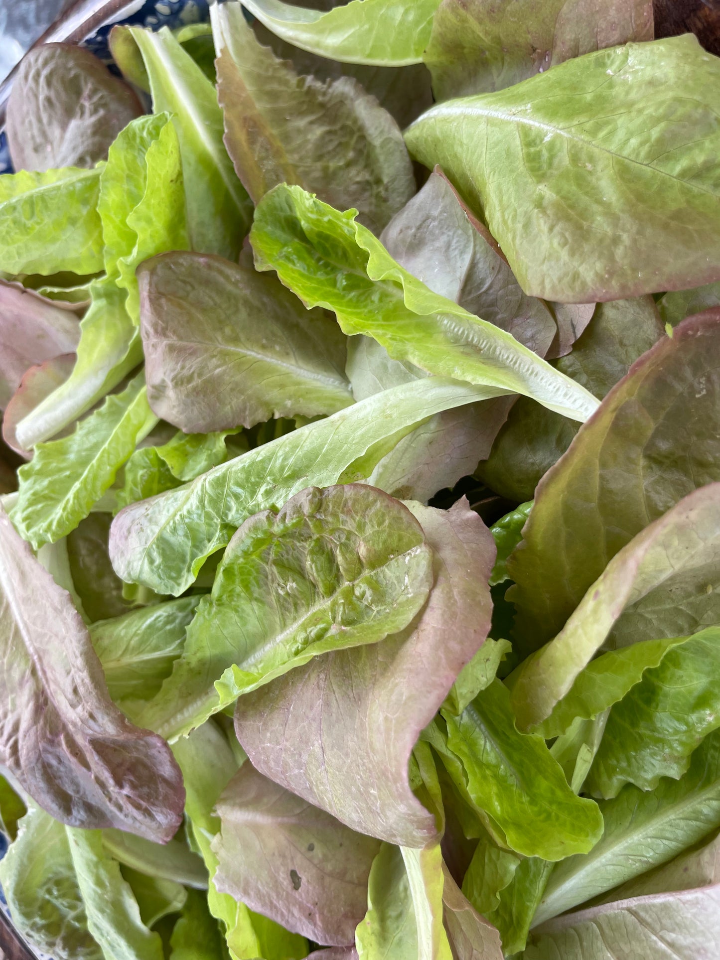 Sweet Valentine Romaine Lettuce