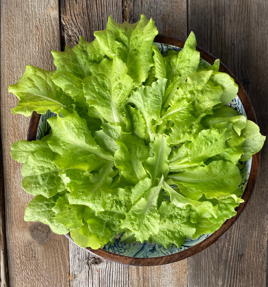 bowl full of light green black seeded simpson lettuce leaves on a vintage wood background