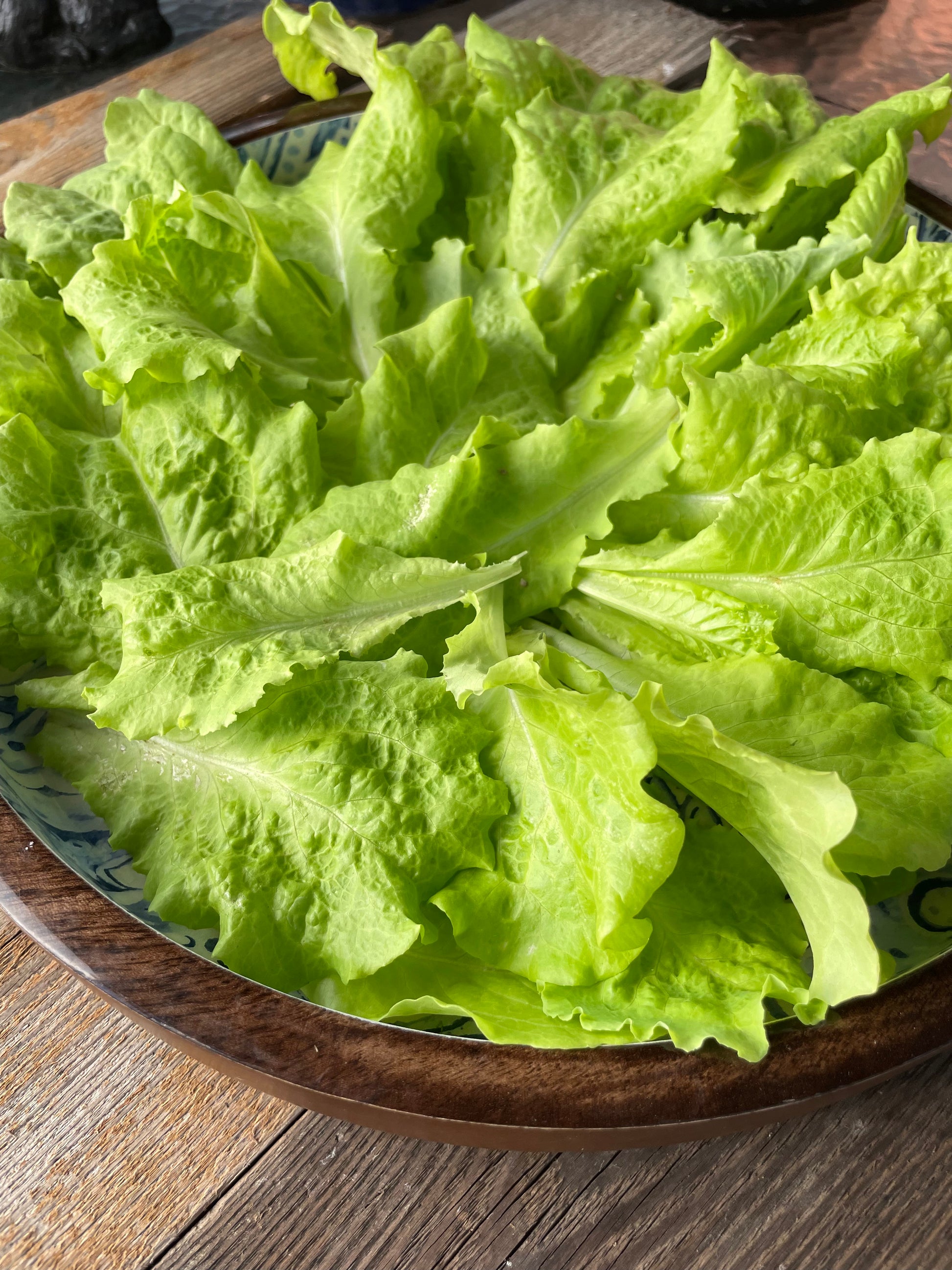 bowl full of light green black seeded simpson lettuce leaves on a vintage wood background