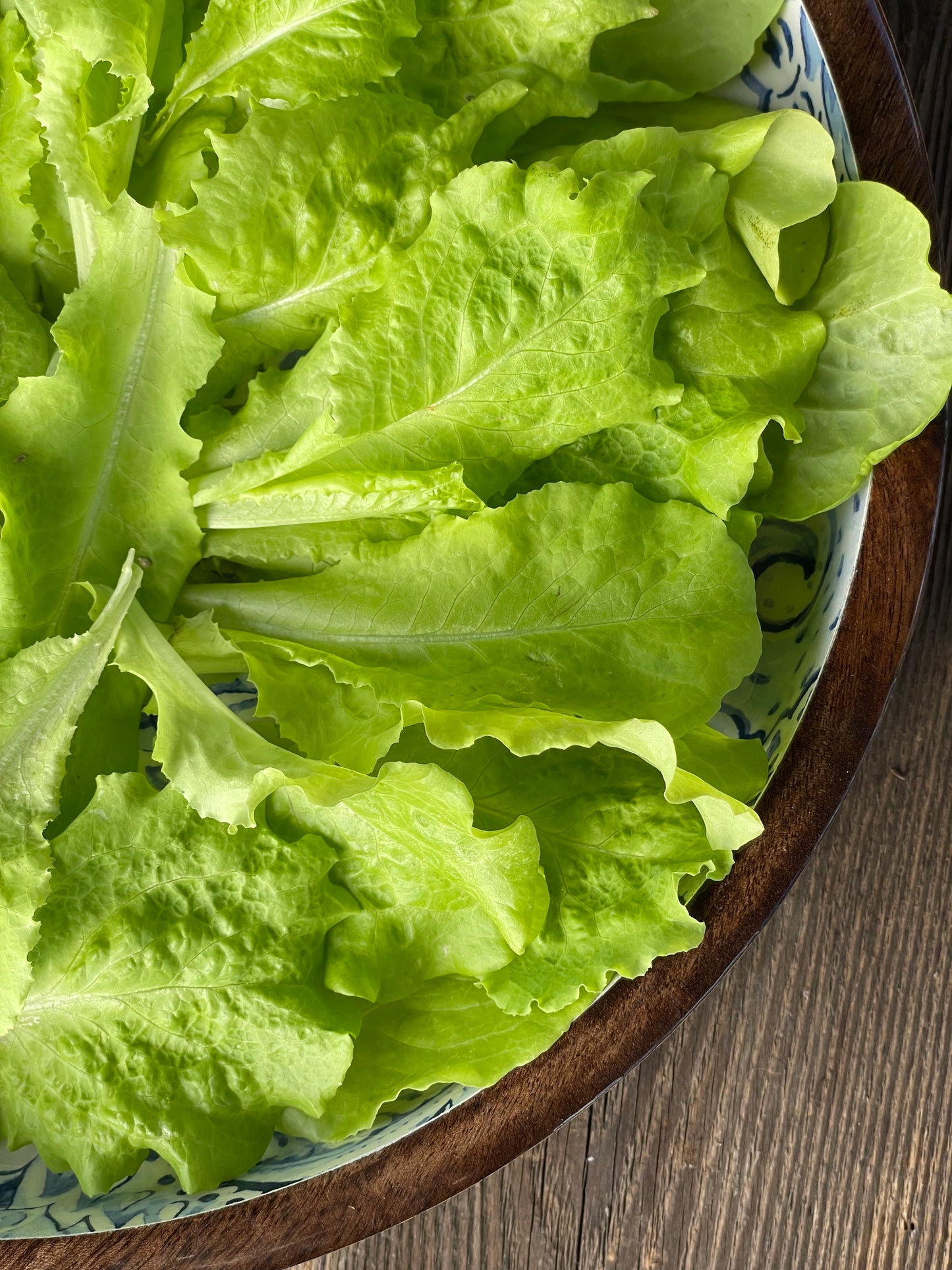 close up photo of bowl full of light green black seeded simpson lettuce leaves on a vintage wood background