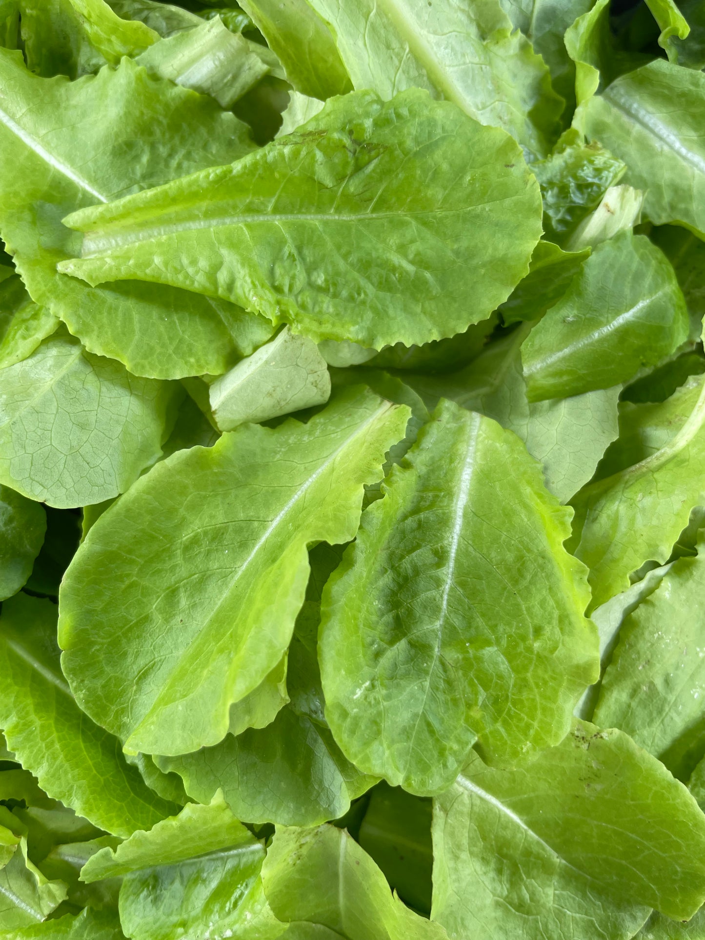 close up of buttercrunch lettuce leaves with delicate white veins