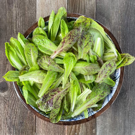 Freckles Romaine Lettuce Seeds