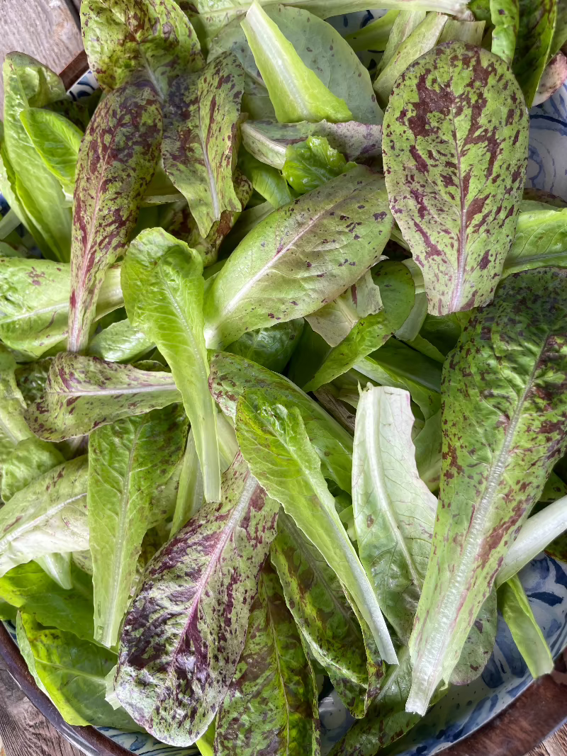 Freckles Romaine Lettuce Seeds