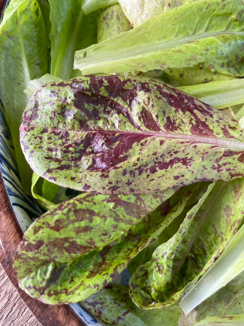 Freckles Romaine Lettuce Seeds