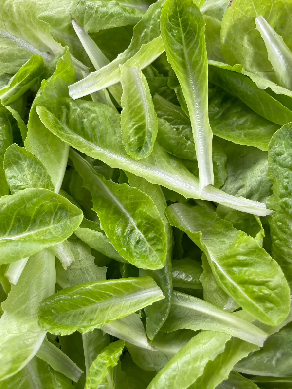 Jericho Romaine Lettuce Seeds