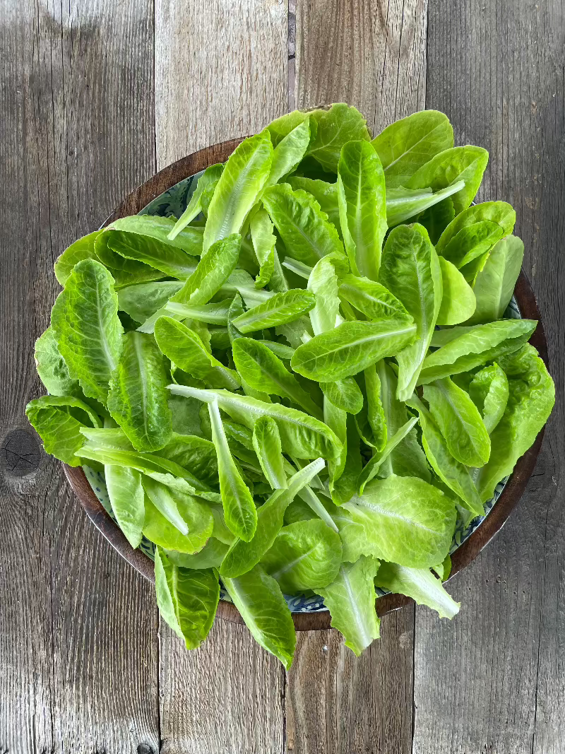 Jericho Romaine Lettuce Seeds