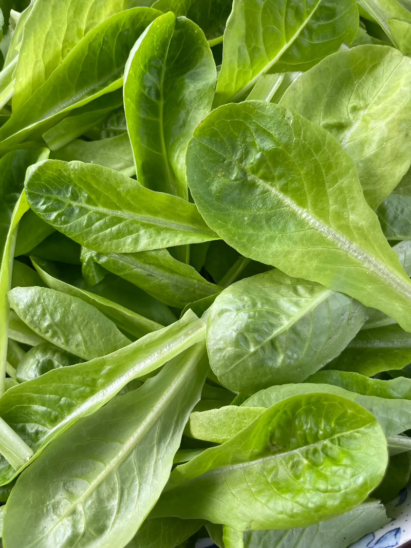 Lil Gem Heirloom Romaine Lettuce Seeds