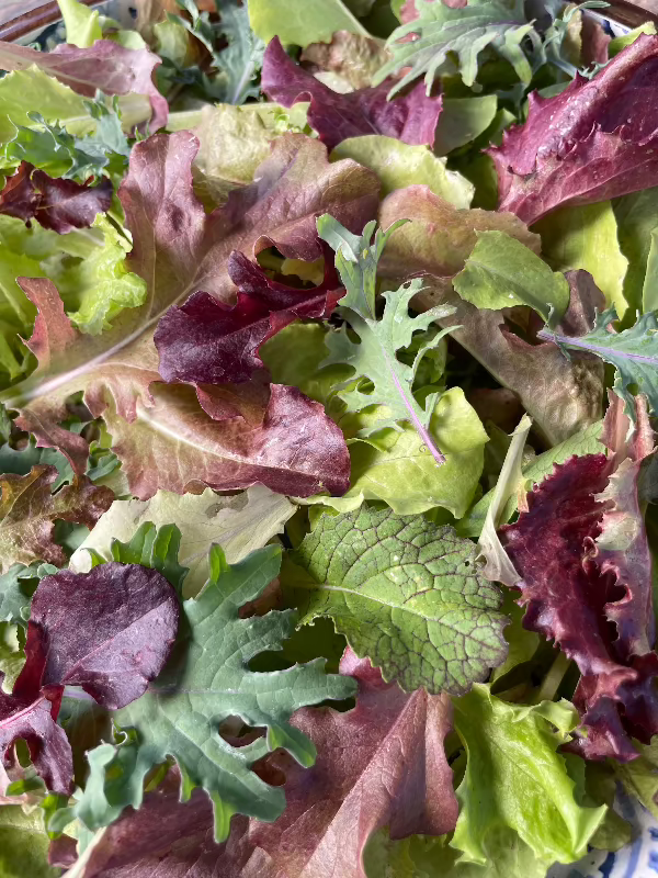 Mesclun Mix Heirloom Lettuce Seeds