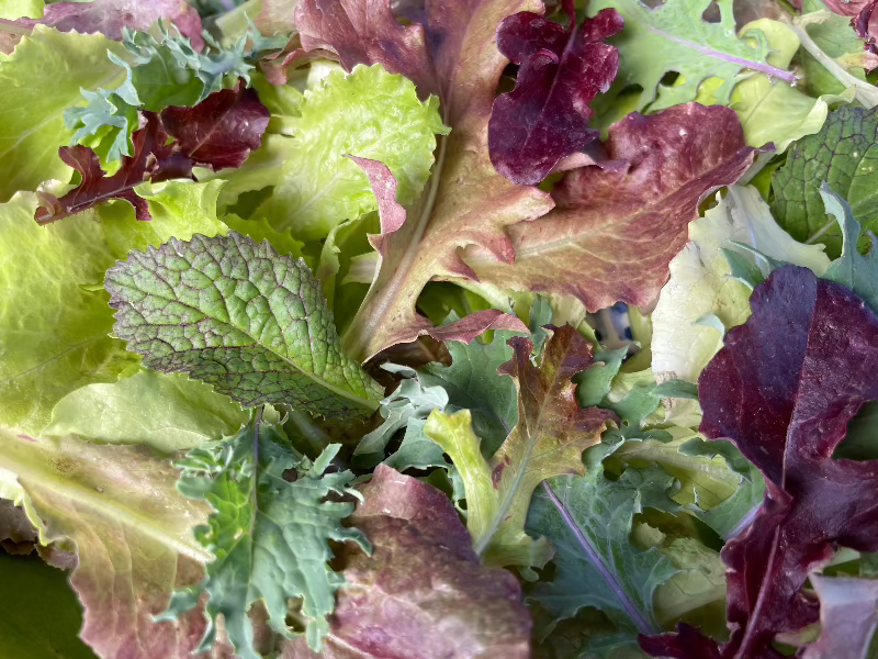 Mesclun Mix Heirloom Lettuce Seeds