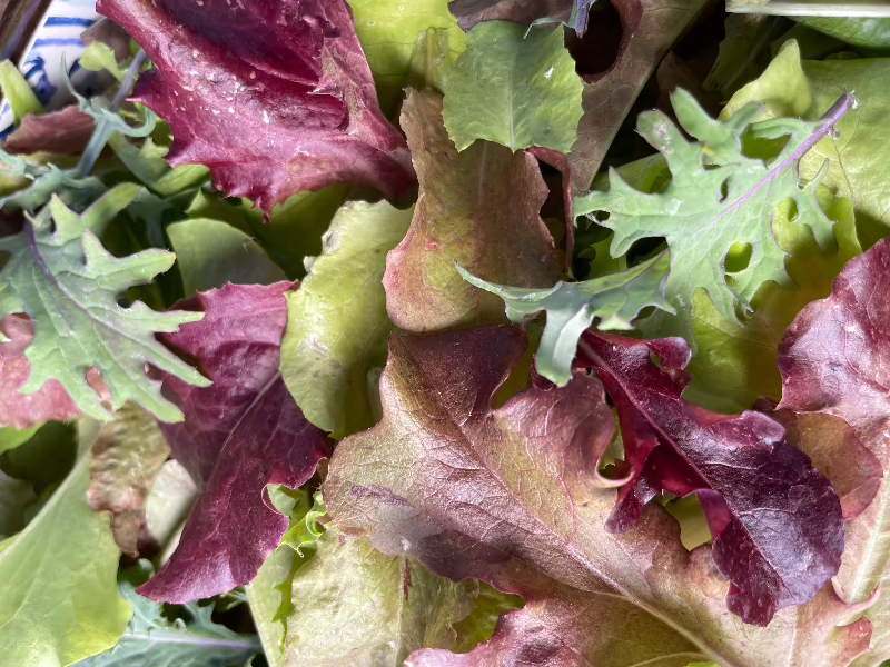 Mesclun Mix Heirloom Lettuce Seeds