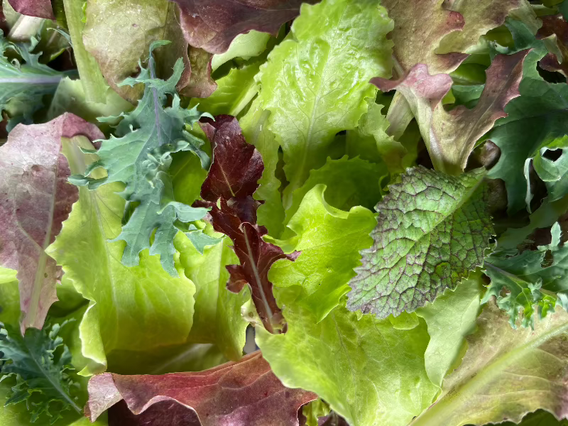 Mesclun Mix Heirloom Lettuce Seeds