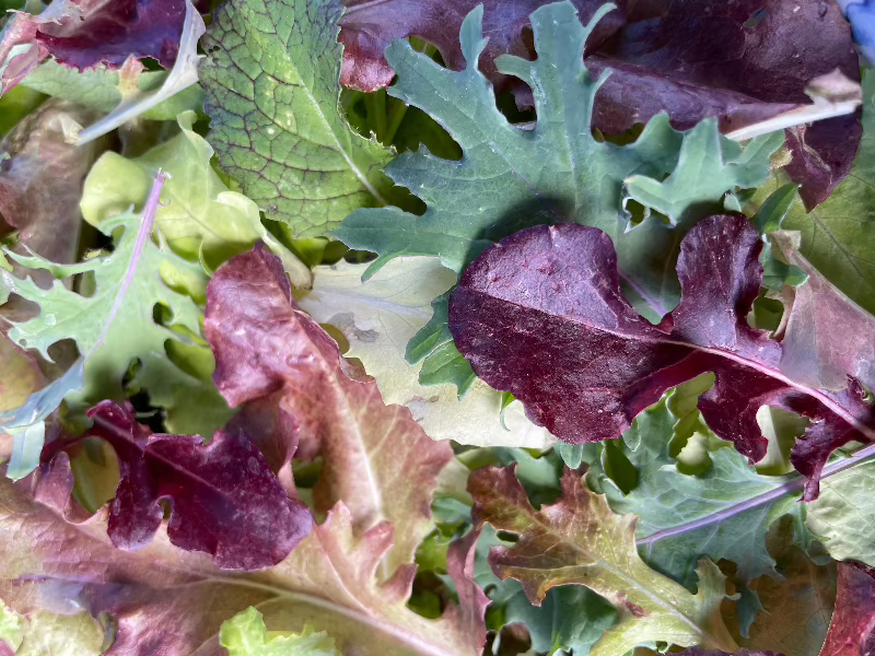 Mesclun Mix Heirloom Lettuce Seeds