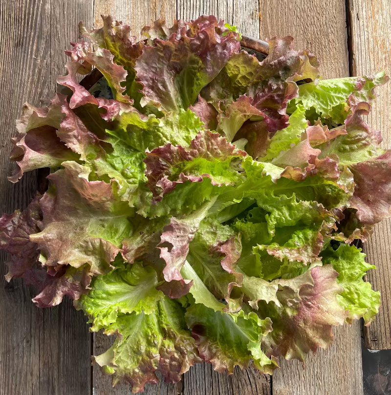 New Red Fire Lettuce Seeds