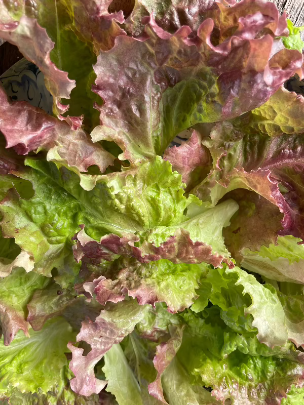 New Red Fire Lettuce Seeds