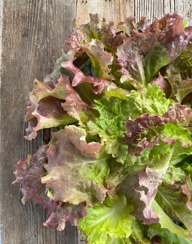 New Red Fire Lettuce Seeds