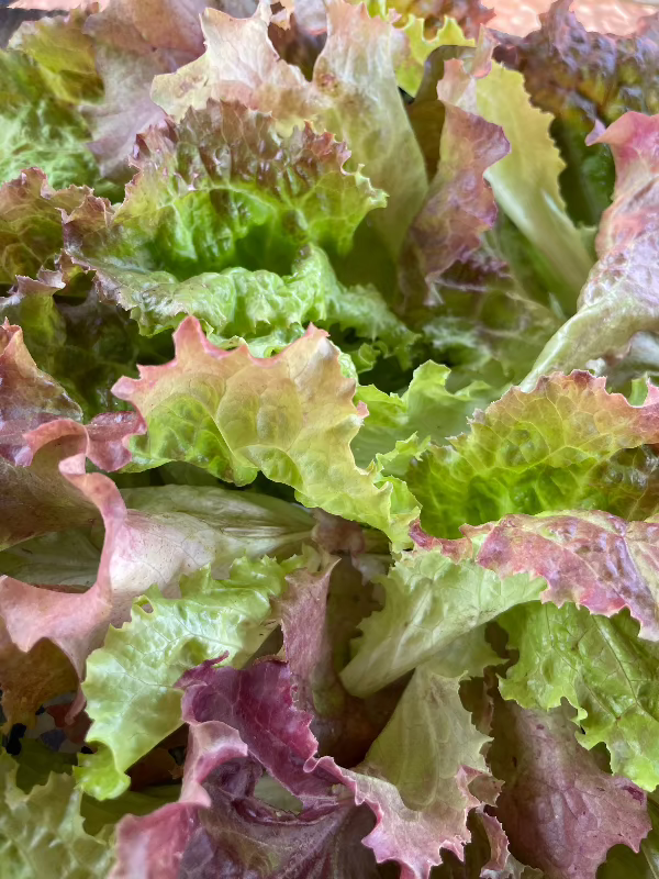 New Red Fire Lettuce Seeds