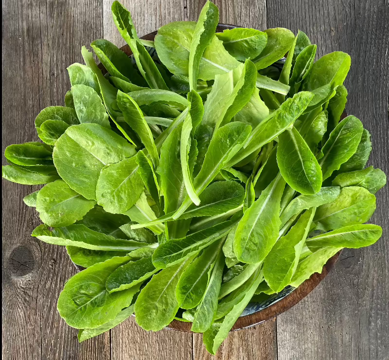 Parris Island Romaine Lettuce Seeds