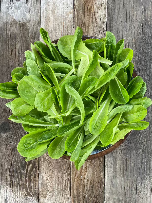 Parris Island Romaine Lettuce Seeds